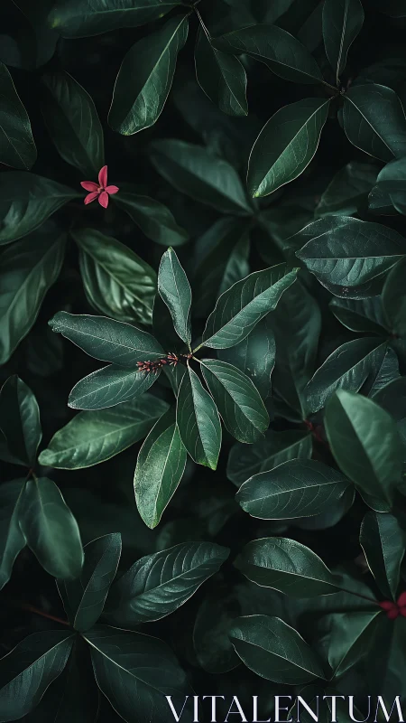 Single pink blossom glows among deep emerald foliage.