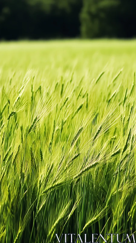 Shallow depth-of-field study isolates sunlit barley spikes in field