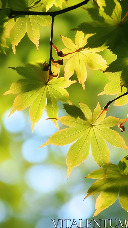 Backlit maple leaves glow against soft green bokeh