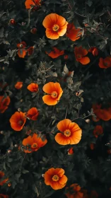 Orange poppies with yellow centers bloom against dark foliage