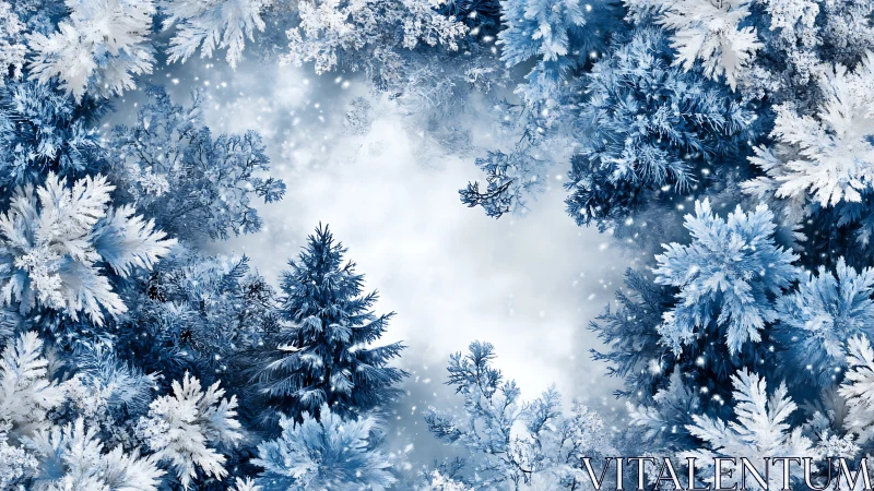 Radial fractal canopy of frosted conifers in winter vortex.