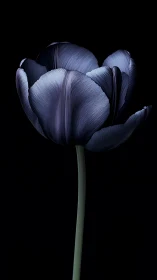 Indigo Tulip Against Black Background. Botanical Detail.