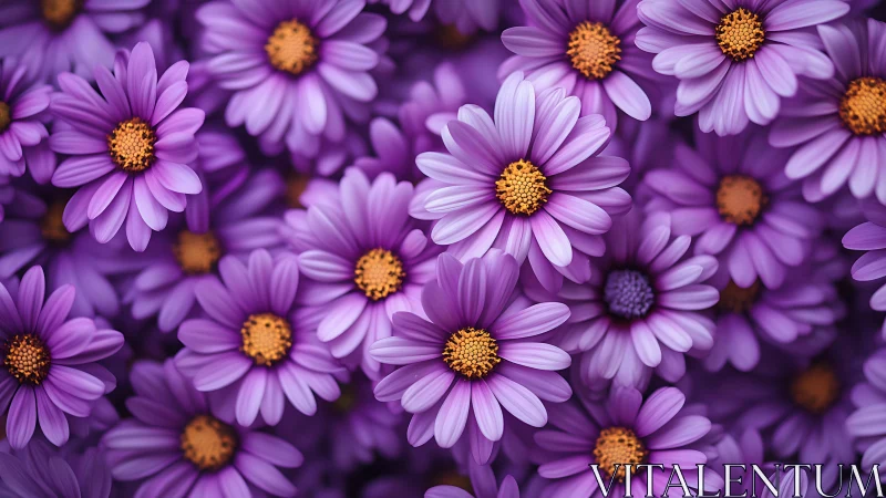 Purple Daisy Explosion: Nature's Velvet Canvas Bursts With Golden Centers