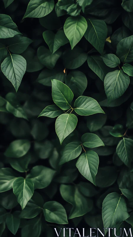 Quiet green leaves gathering in a soft forest hush.