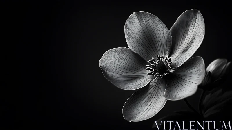 Monochrome Delicate Flower with Dark Background