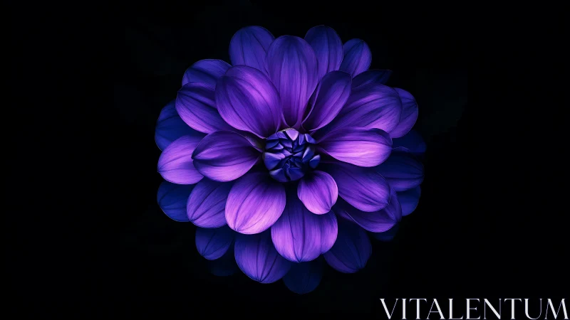 Purple Dahlia Blooming in Radiant Splendor Against Darkness.