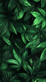 Dense layered green leaves in dark natural arrangement.