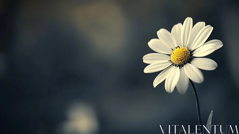 White Daisy with Golden Center Against Blurred Blue