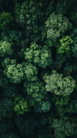 Dense green forest canopy from above with layered foliage