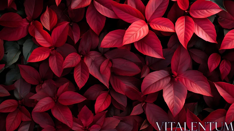 Dense arrangement of overlapping red foliage leaves pattern.