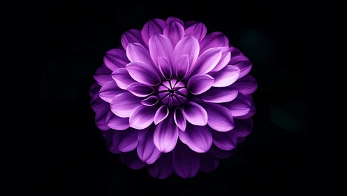 Purple dahlia bloom rendered against black background