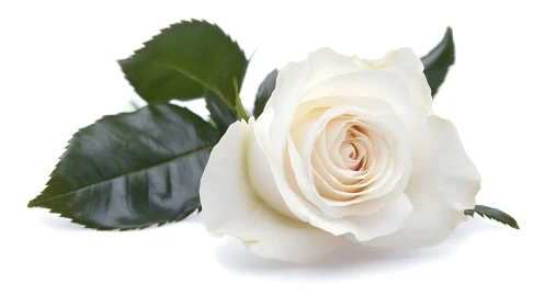Cream-toned rose specimen with green foliage on neutral background