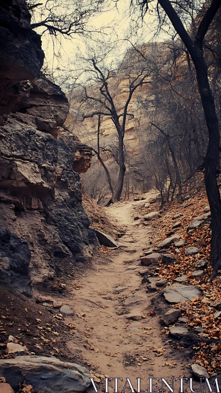 Rocky Forest Ravine with Skeletal Trees: Autumn Landscape Trail through Canyon Geology