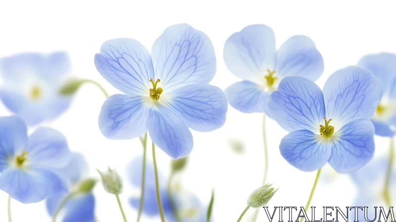Delicate Blue Forget-Me-Nots with Golden Stamens in Soft Focus.