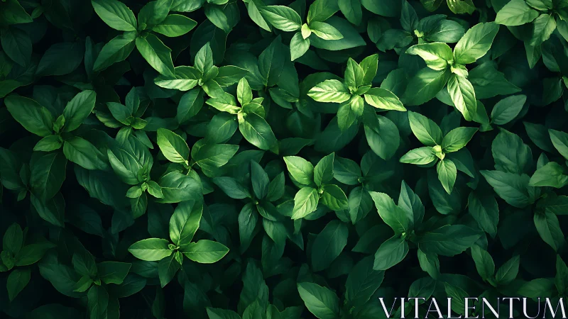 Dense basil leaves form layered green foliage under light