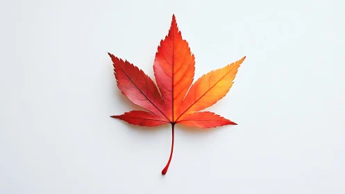 Red and orange maple leaf on plain white background.