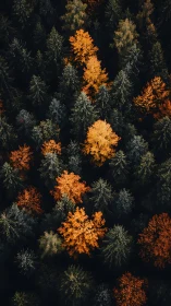 Autumn embers scatter through a midnight evergreen forest.