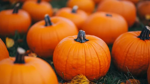 Ripe orange pumpkins cluster under soft autumn daylight.