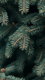 Evergreen fir needles in soft focus forest close-up.