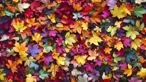 Autumn leaf confetti explodes in a kaleidoscope of color.