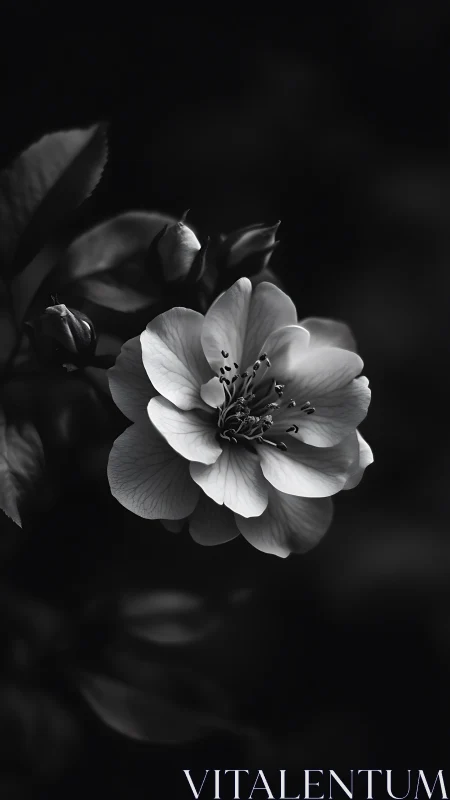 Blooming Flower Against Dark Background.