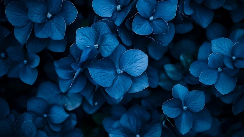 Blue hydrangea petals rendered with macro depth-of-field technique.