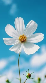 White Cosmos Flower Against Blue Sky.