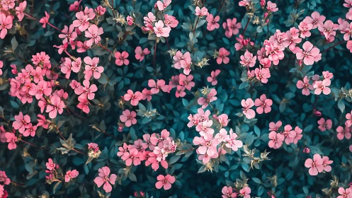 Pink Blossoms Dance Across Teal Shadows in Spring Exuberance