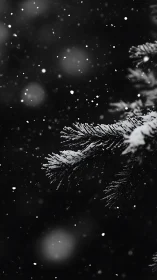 Snow covered conifer branch in low light monochrome view.