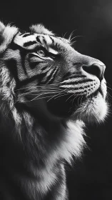 Majestic tiger portrait emerges from dramatic side lighting.