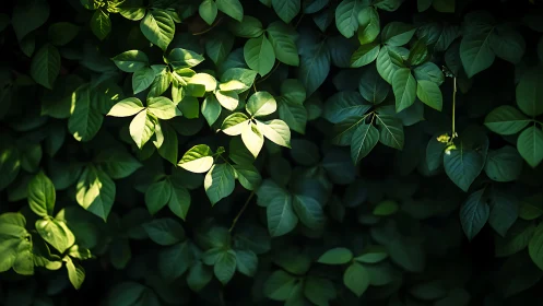 Dappled sunlight models dense green foliage with soft depth contrasts