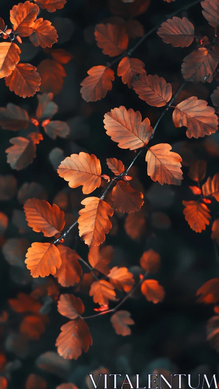 Burnt orange autumn leaves glow softly against deep teal