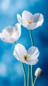 White Cosmos Flowers Against Blue Sky Background.
