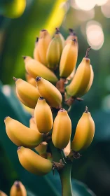 Golden bananas ripen on a lush tree in soft tropical light