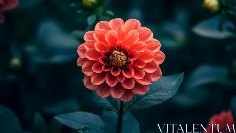 Red dahlia flower with layered petals on green foliage background.