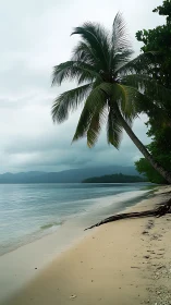 Tropical Beach Palm. Mountains Beyond Stormy Coast.