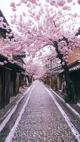 Quiet traditional street lined with dense cherry blossoms.