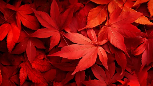 Crimson maple leaves layered in dense autumn tapestry.