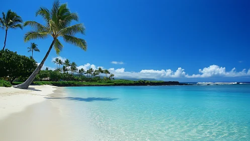 Paradise Bends: Where Palms Meet Crystalline Turquoise.