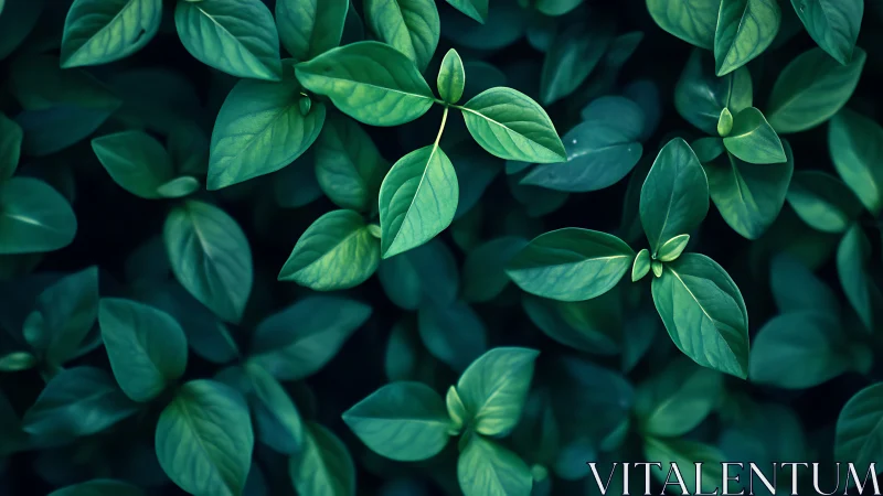 Top-down optical study of dense green foliage arrayed rhythmically.
