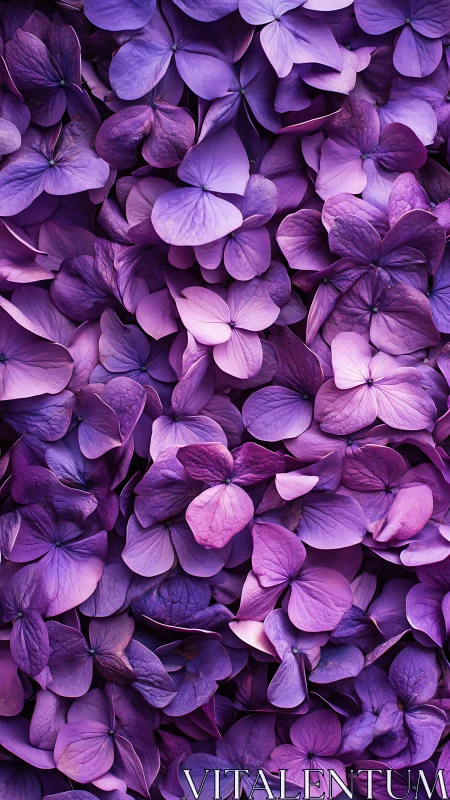 Purple Hydrangea Cluster: Botanical Depth Study.