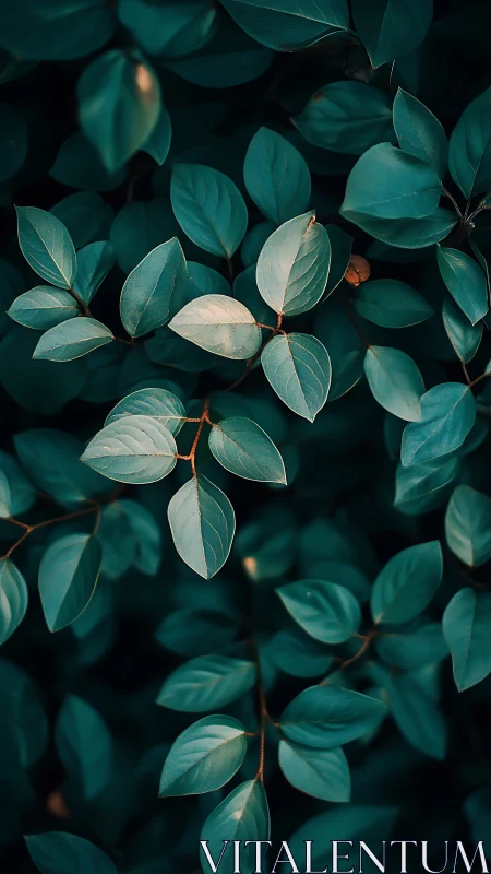 Moody teal foliage glows softly against deep shadowed greens.