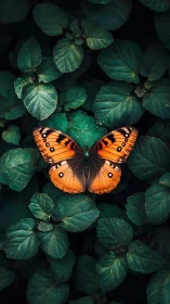Orange butterfly on teal foliage under moody soft light.
