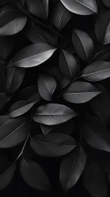 Soft monochrome leaves in gentle overlapping stillness.