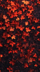 Top down view of dense red maple leaf carpet on dark ground