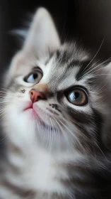 Close-up portrait of a gray and white cat with striking blue eyes.