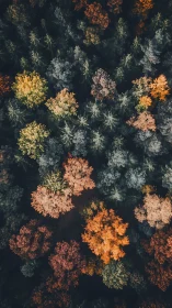 Aerial autumn forest canopy with chromatic tree geometry.