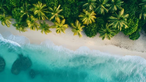 Aerial Tropical Shoreline with Coconut Palm Distribution.