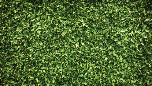 Dense green hedge fills frame with uniform leafy texture