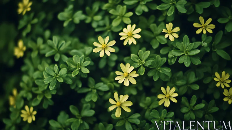 Yellow Wildflowers in Verdant Garden Setting.